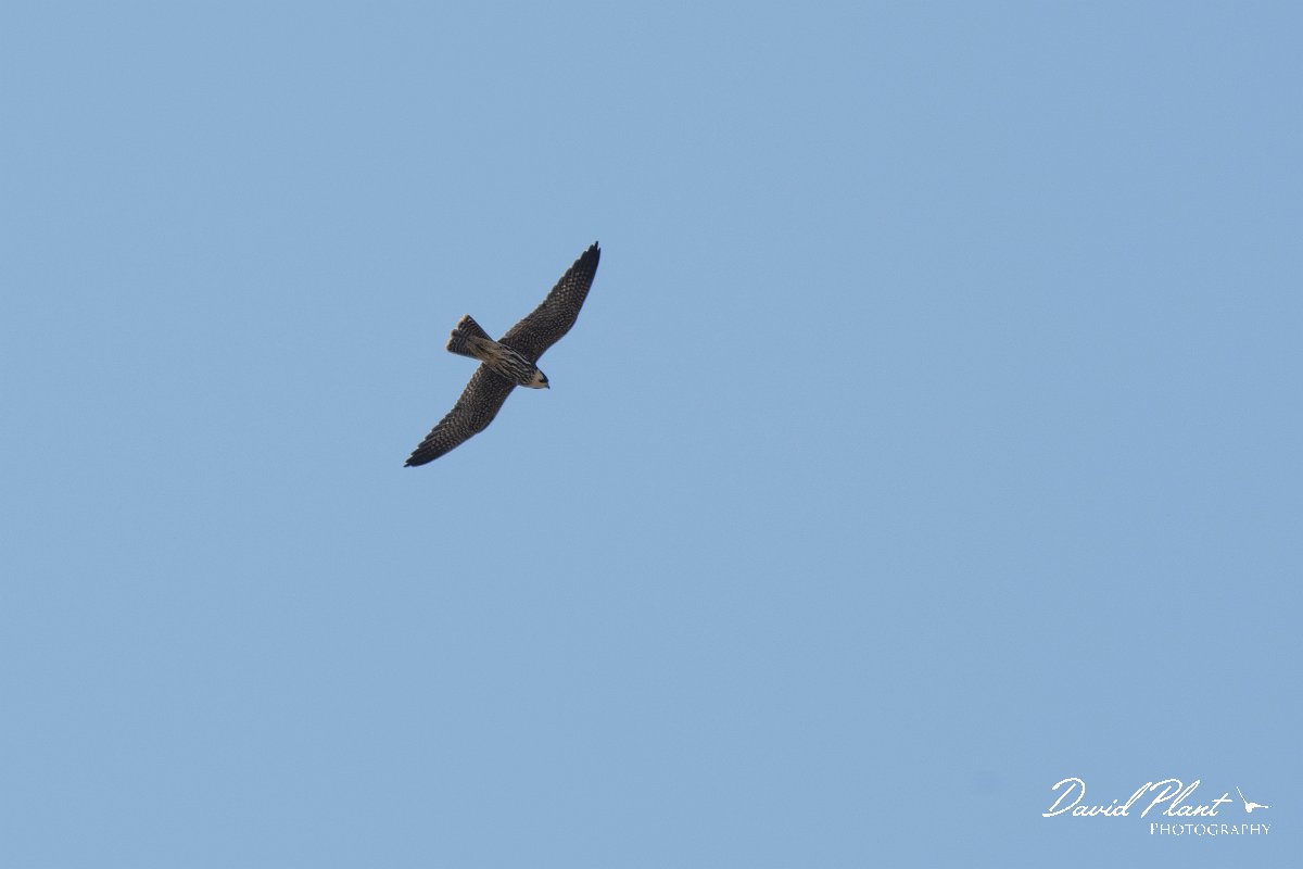 DPPhotography - Northern Greece - European hobby - B.jpg - European hobby - Lake Kerkini, Greece