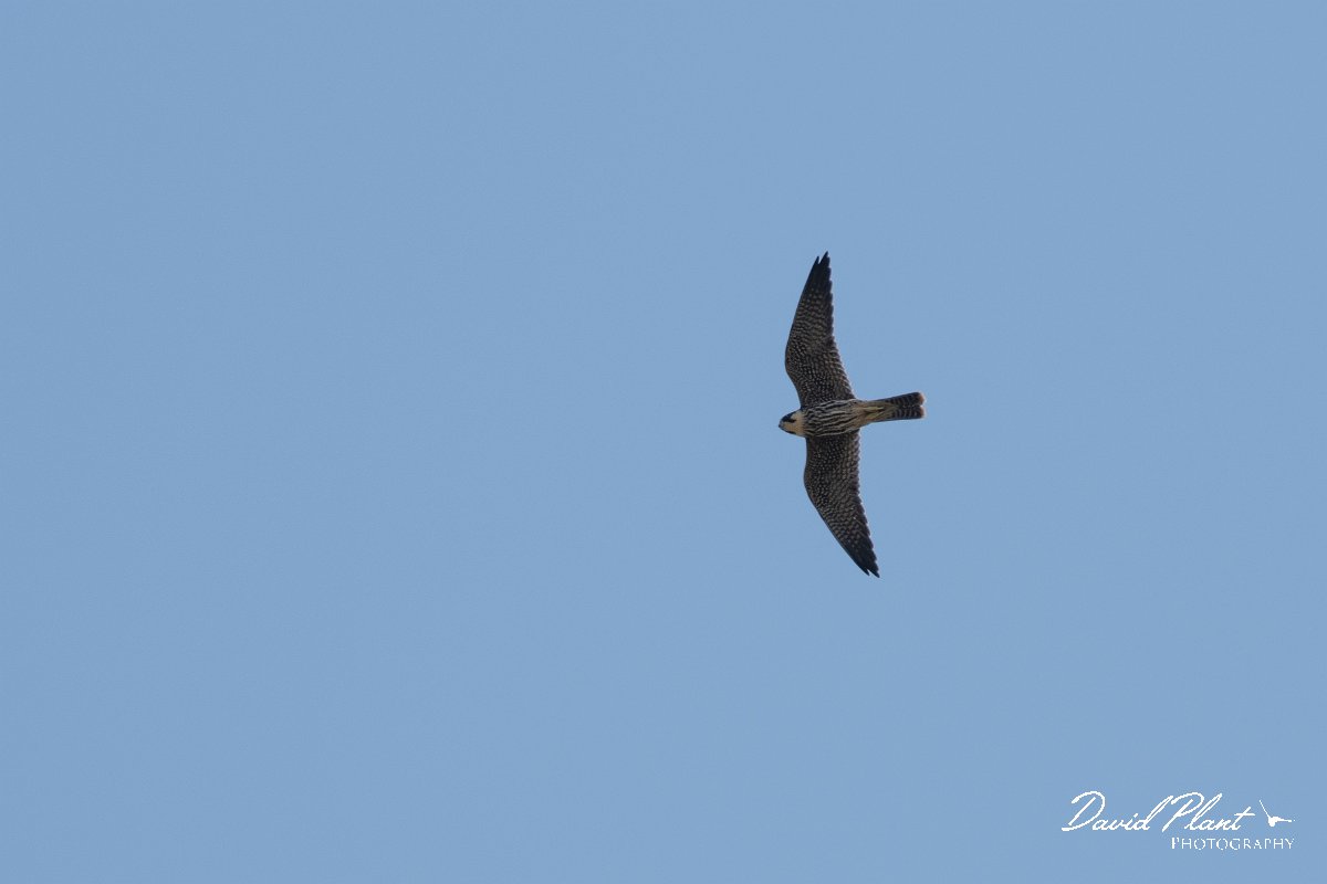 DPPhotography - Northern Greece - European hobby - E.jpg - European hobby - Lake Kerkini, Greece