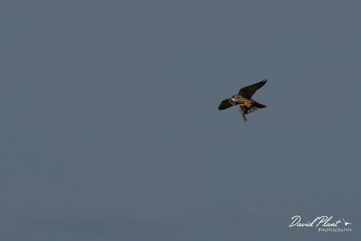 DPPhotography - Northern Greece - European hobby - F.jpg - European hobby - Lake Kerkini, Greece