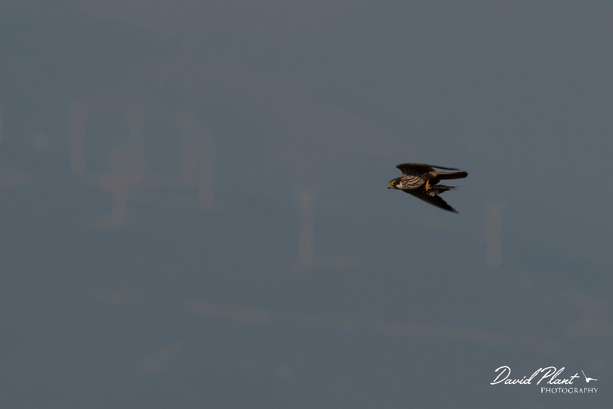 DPPhotography - Northern Greece - European hobby - G.jpg - European hobby - Lake Kerkini, Greece