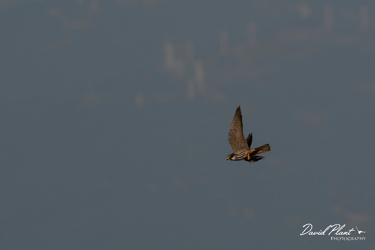 DPPhotography - Northern Greece - European hobby - H.jpg - European hobby - Lake Kerkini, Greece