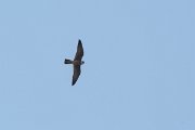DPPhotography - Northern Greece - European hobby - C