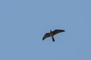 DPPhotography - Northern Greece - European hobby - D