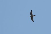 DPPhotography - Northern Greece - European hobby - E
