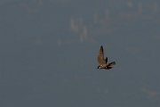 DPPhotography - Northern Greece - European hobby - H