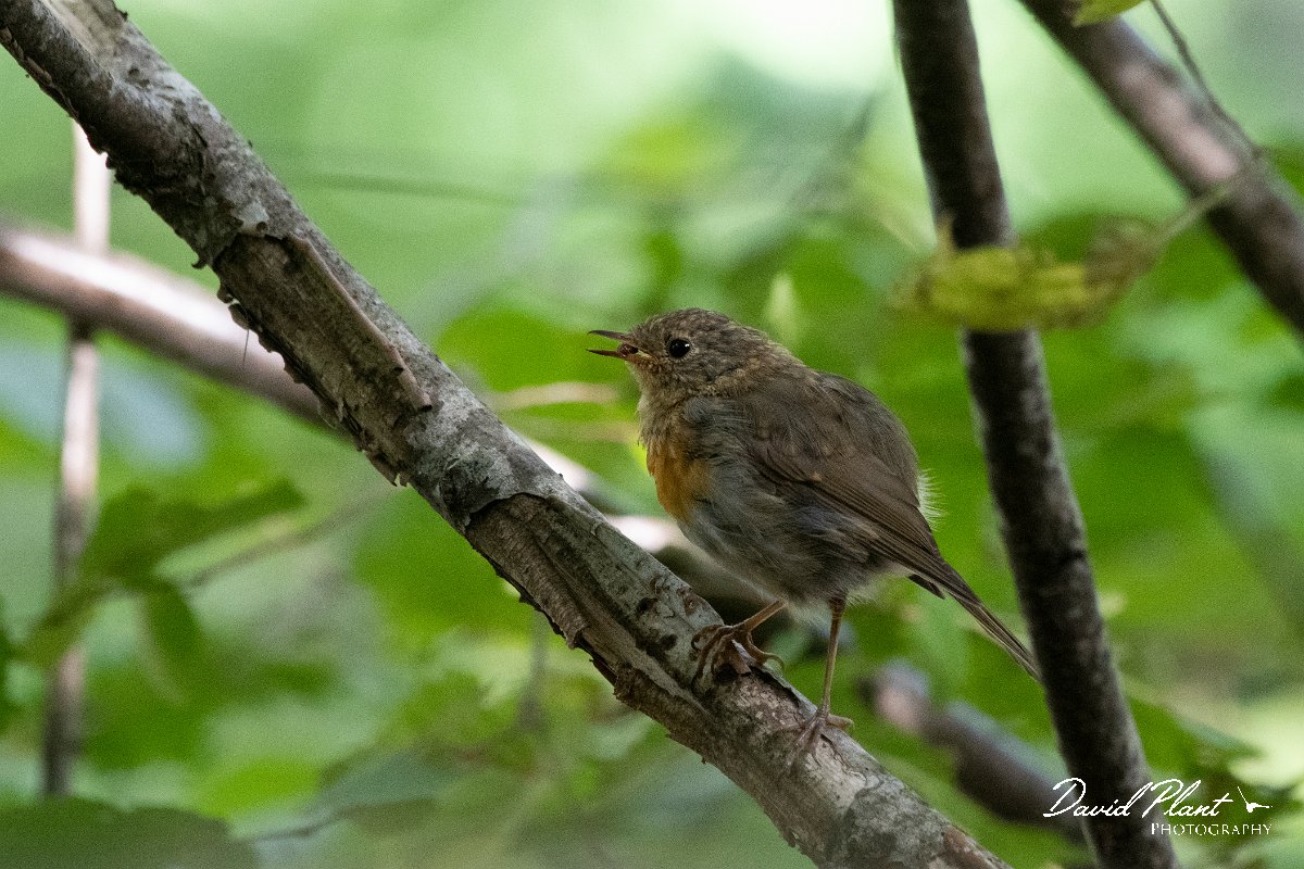 DPPhotography - Northern Greece - European robin - A.jpg - European robin - Mount Belles, Greece