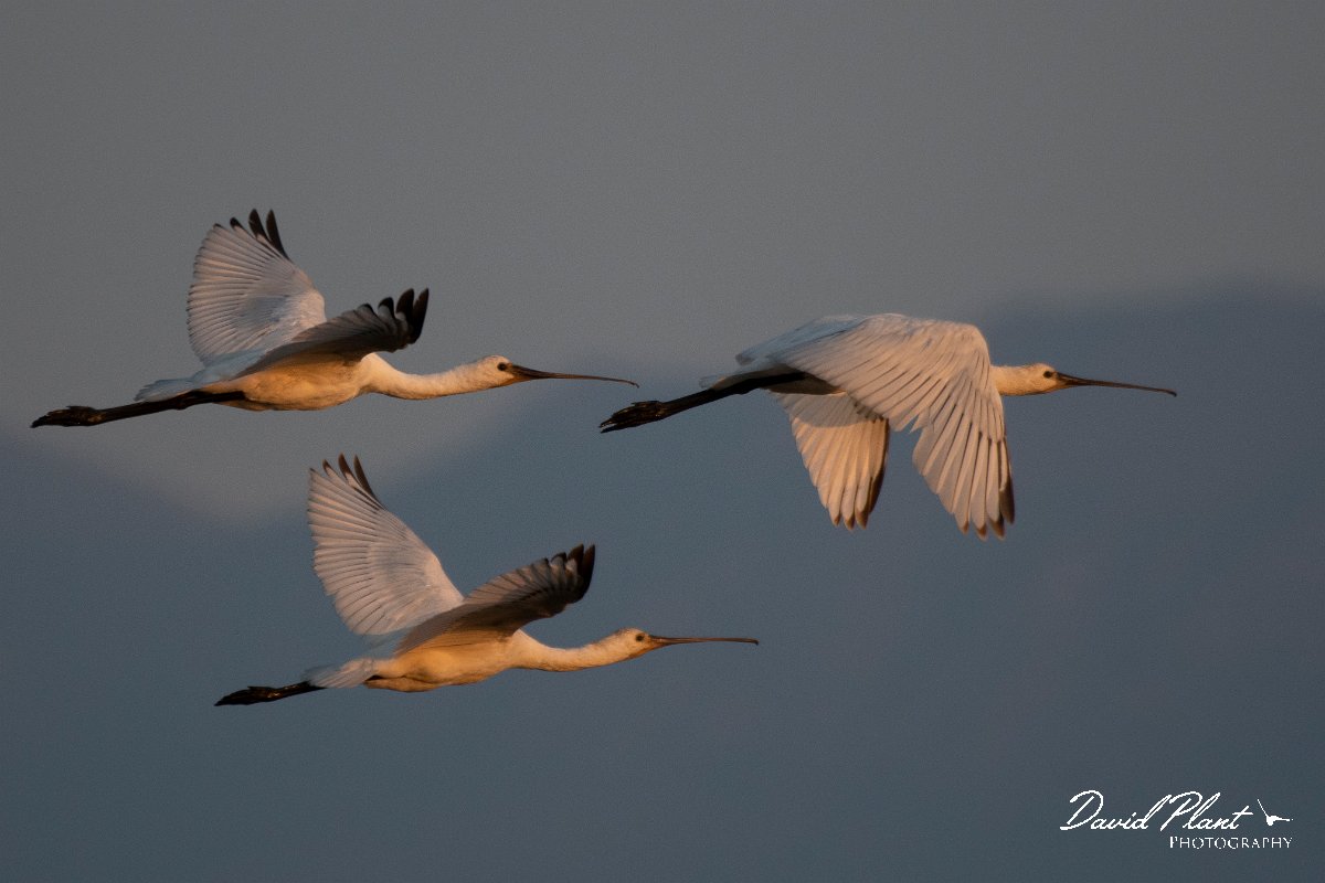 DPPhotography - Northern Greece - European spoonbill - A.jpg - European spoonbill - Lake Kerkini, Greece