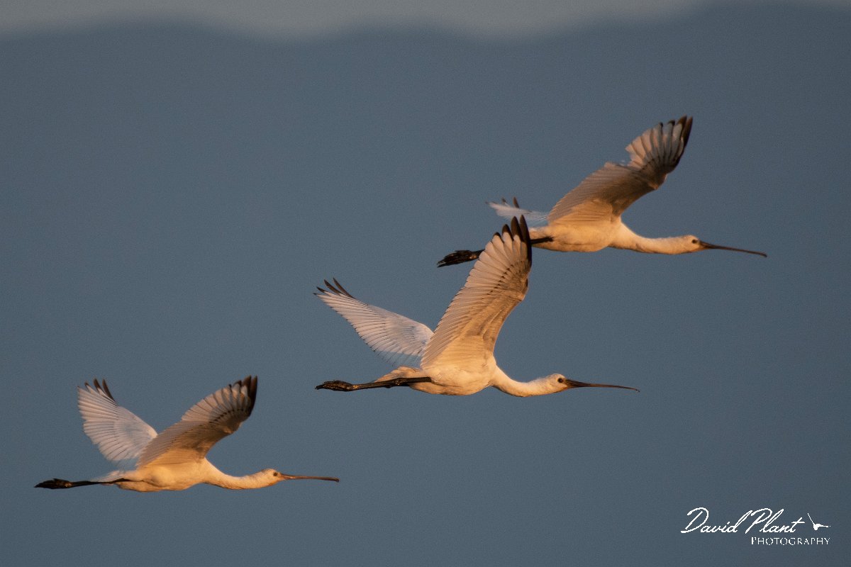 DPPhotography - Northern Greece - European spoonbill - B.jpg - European spoonbill - Lake Kerkini, Greece