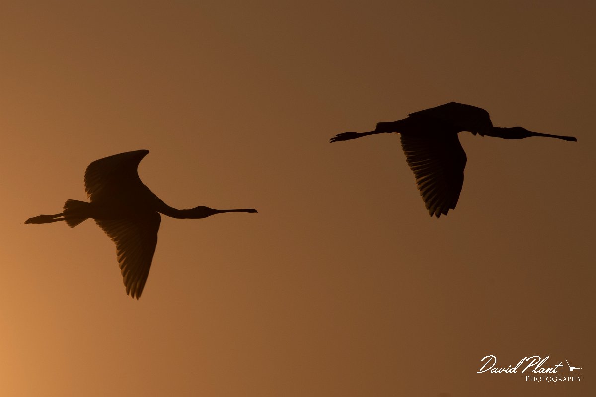 DPPhotography - Northern Greece - European spoonbill - D.jpg - European spoonbill - Lake Kerkini, Greece