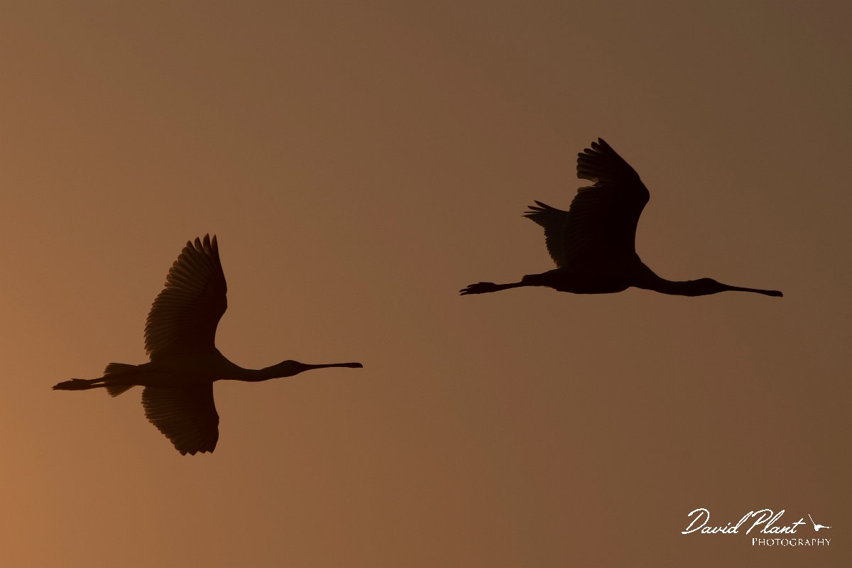 DPPhotography - Northern Greece - European spoonbill - E.jpg - European spoonbill - Lake Kerkini, Greece