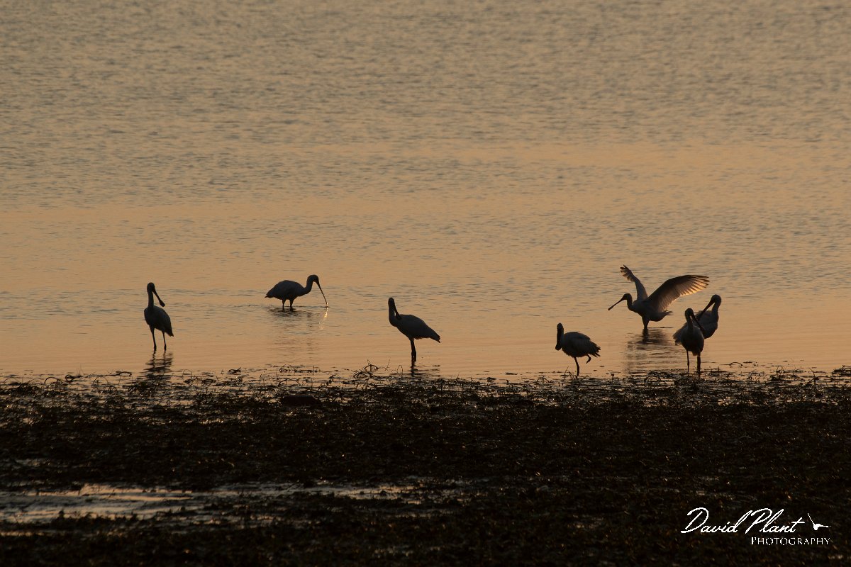 DPPhotography - Northern Greece - European spoonbill - F.jpg - European spoonbill - Lake Kerkini, Greece