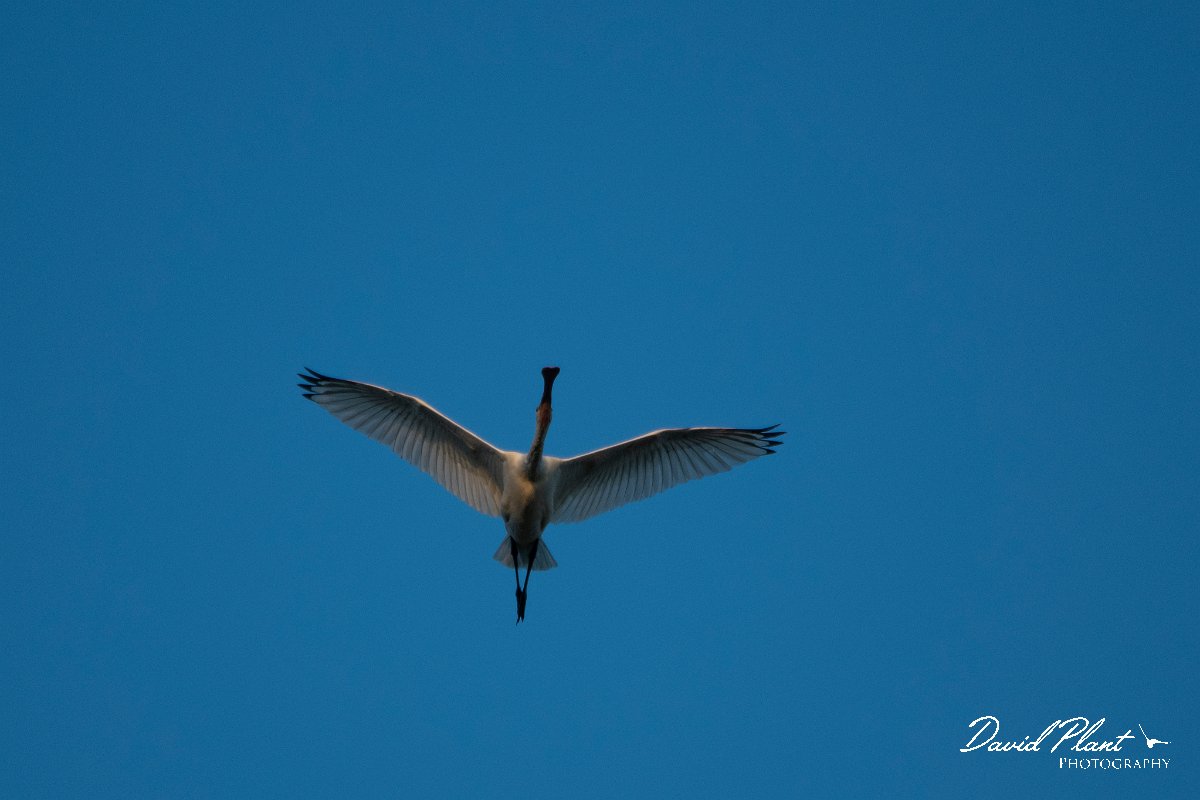 DPPhotography - Northern Greece - European spoonbill - G.jpg - European spoonbill - Lake Kerkini, Greece