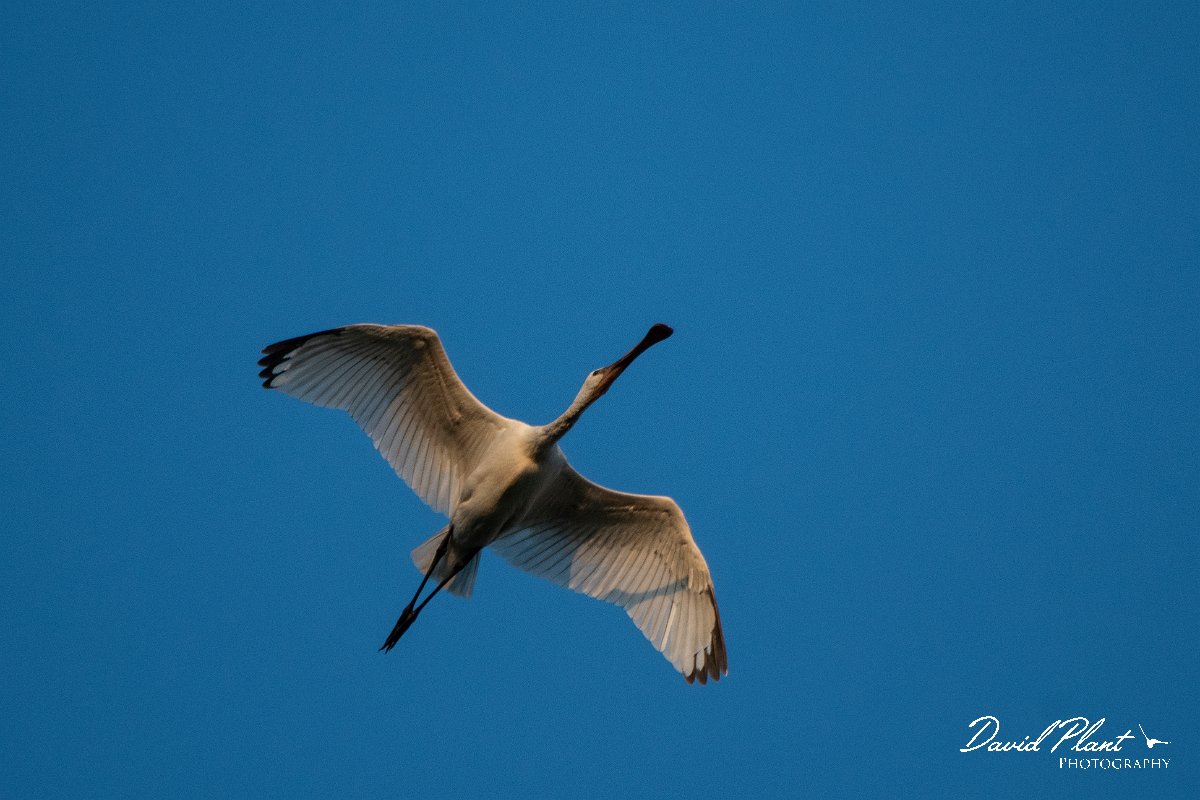 DPPhotography - Northern Greece - European spoonbill - H.jpg - European spoonbill - Lake Kerkini, Greece