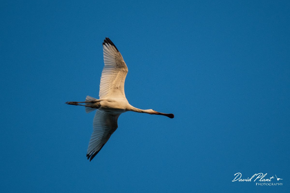 DPPhotography - Northern Greece - European spoonbill - I.jpg - European spoonbill - Lake Kerkini, Greece