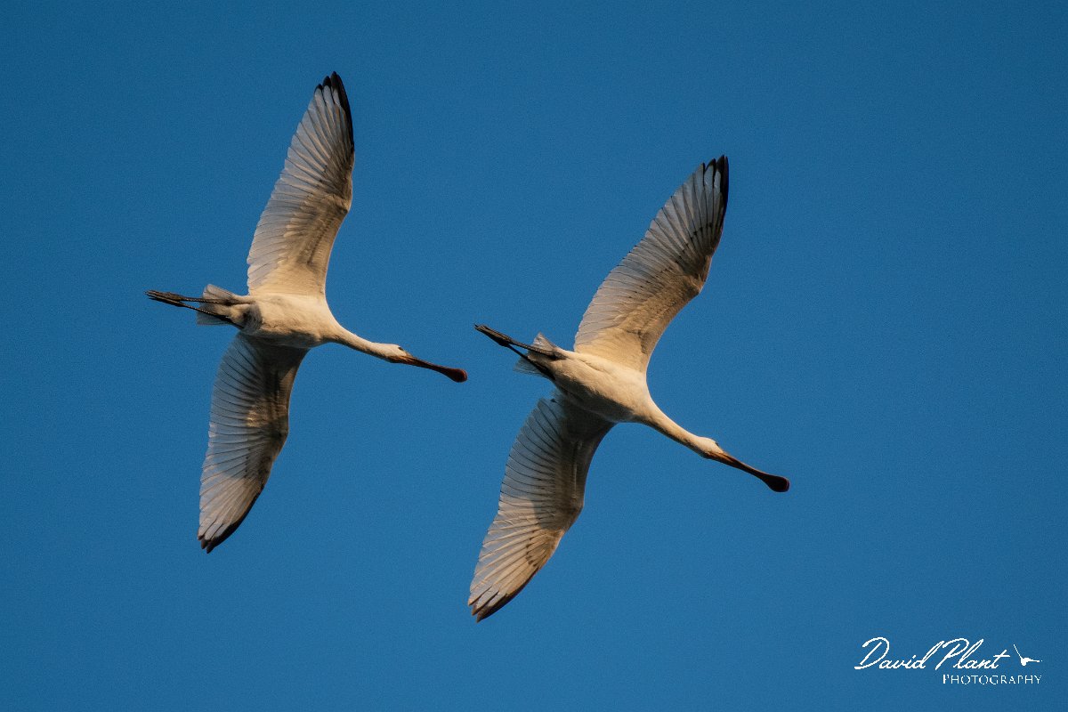 DPPhotography - Northern Greece - European spoonbill - K.jpg - European spoonbill - Lake Kerkini, Greece