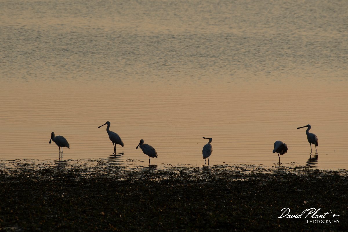 DPPhotography - Northern Greece - European spoonbill - L.jpg - European spoonbill - Lake Kerkini, Greece