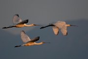 DPPhotography - Northern Greece - European spoonbill - A