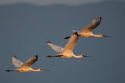 DPPhotography - Northern Greece - European spoonbill - B