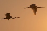 DPPhotography - Northern Greece - European spoonbill - C