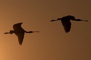 DPPhotography - Northern Greece - European spoonbill - D