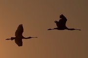 DPPhotography - Northern Greece - European spoonbill - E