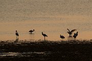 DPPhotography - Northern Greece - European spoonbill - F