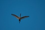 DPPhotography - Northern Greece - European spoonbill - G