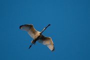 DPPhotography - Northern Greece - European spoonbill - H