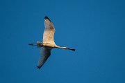 DPPhotography - Northern Greece - European spoonbill - I