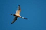 DPPhotography - Northern Greece - European spoonbill - J