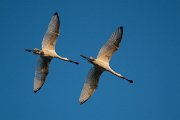 DPPhotography - Northern Greece - European spoonbill - K