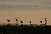 DPPhotography - Northern Greece - European spoonbill - L