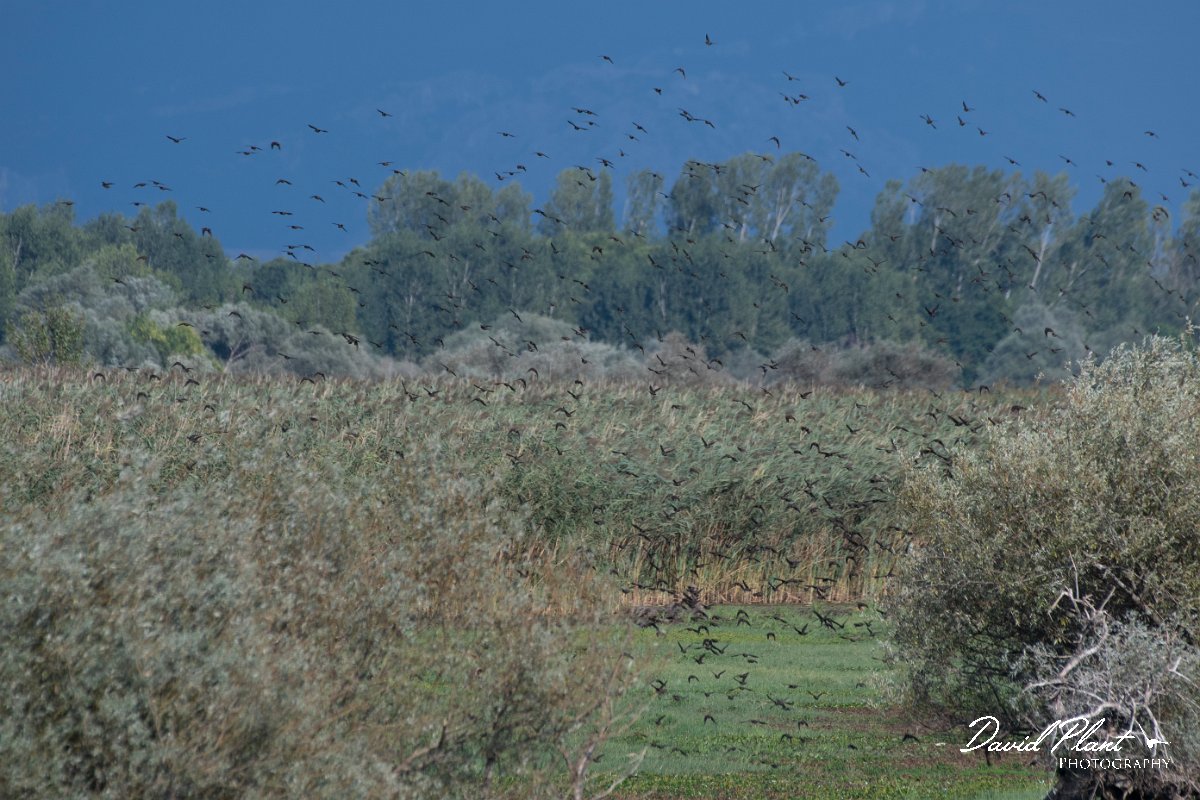 DPPhotography - Northern Greece - European starling - A.jpg - European starling - Lake Kerkini, Greece