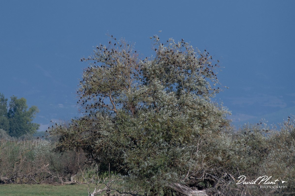 DPPhotography - Northern Greece - European starling - B.jpg - European starling - Lake Kerkini, Greece