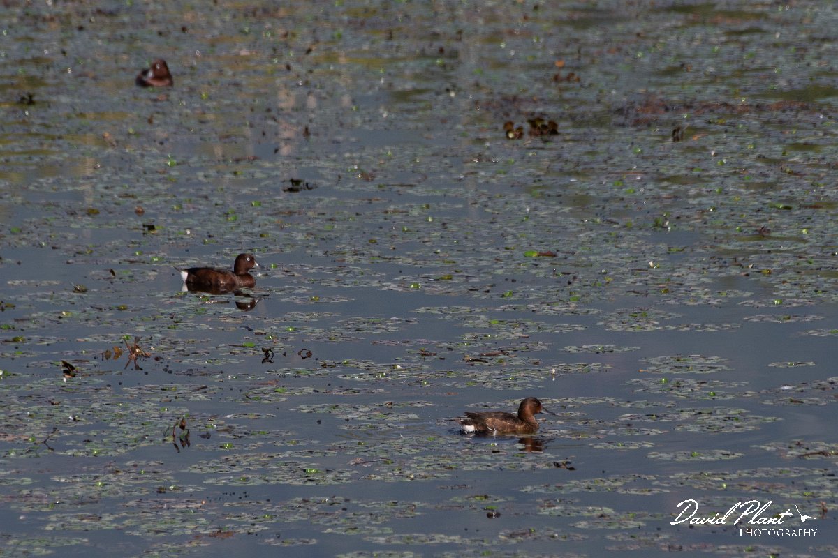 DPPhotography - Northern Greece - Ferruginous duck - A.jpg - Ferruginous duck - Lake Kerkini, Greece