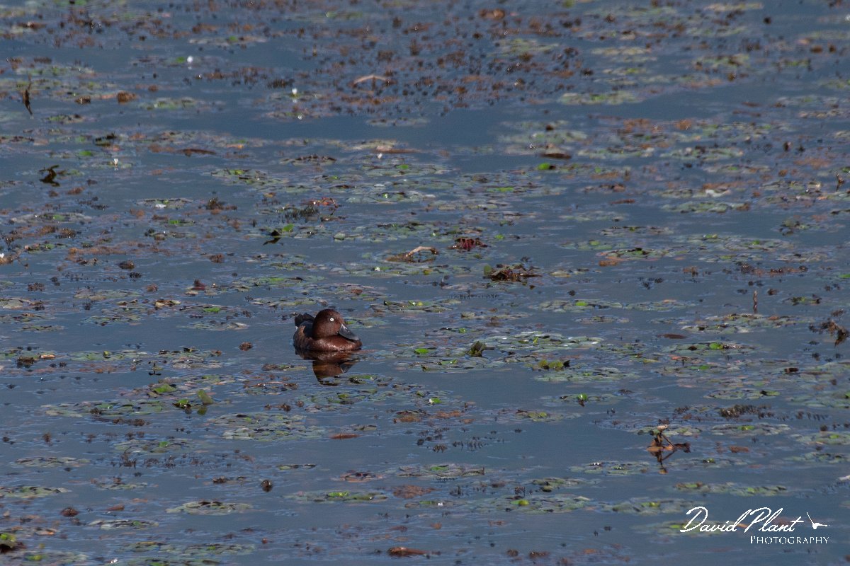 DPPhotography - Northern Greece - Ferruginous duck - B.jpg - Ferruginous duck - Lake Kerkini, Greece