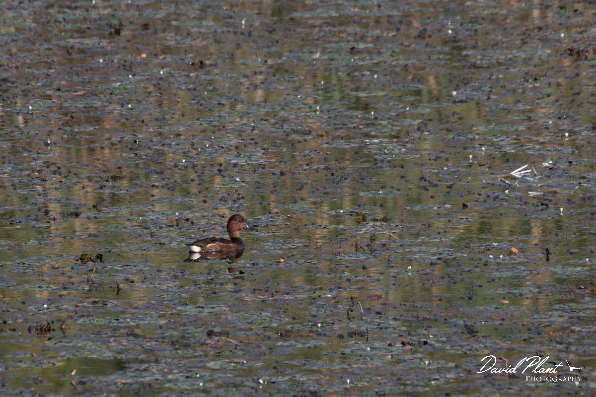 DPPhotography - Northern Greece - Ferruginous duck - C.jpg - Ferruginous duck - Lake Kerkini, Greece