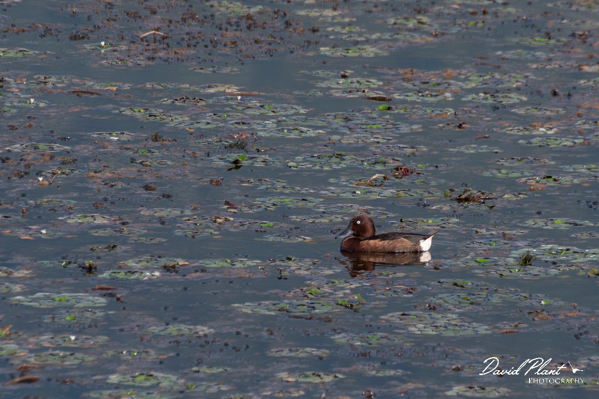 DPPhotography - Northern Greece - Ferruginous duck - D.jpg - Ferruginous duck - Lake Kerkini, Greece