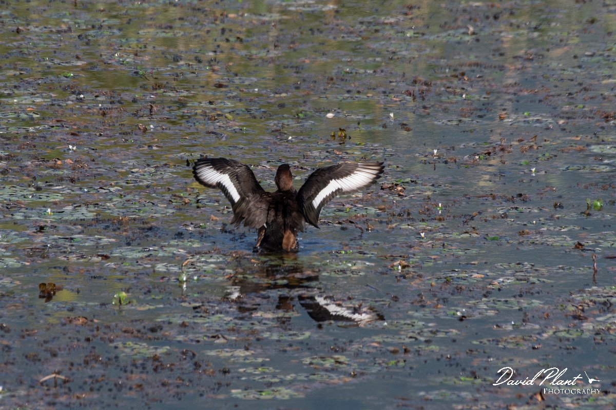 DPPhotography - Northern Greece - Ferruginous duck - E.jpg - Ferruginous duck - Lake Kerkini, Greece