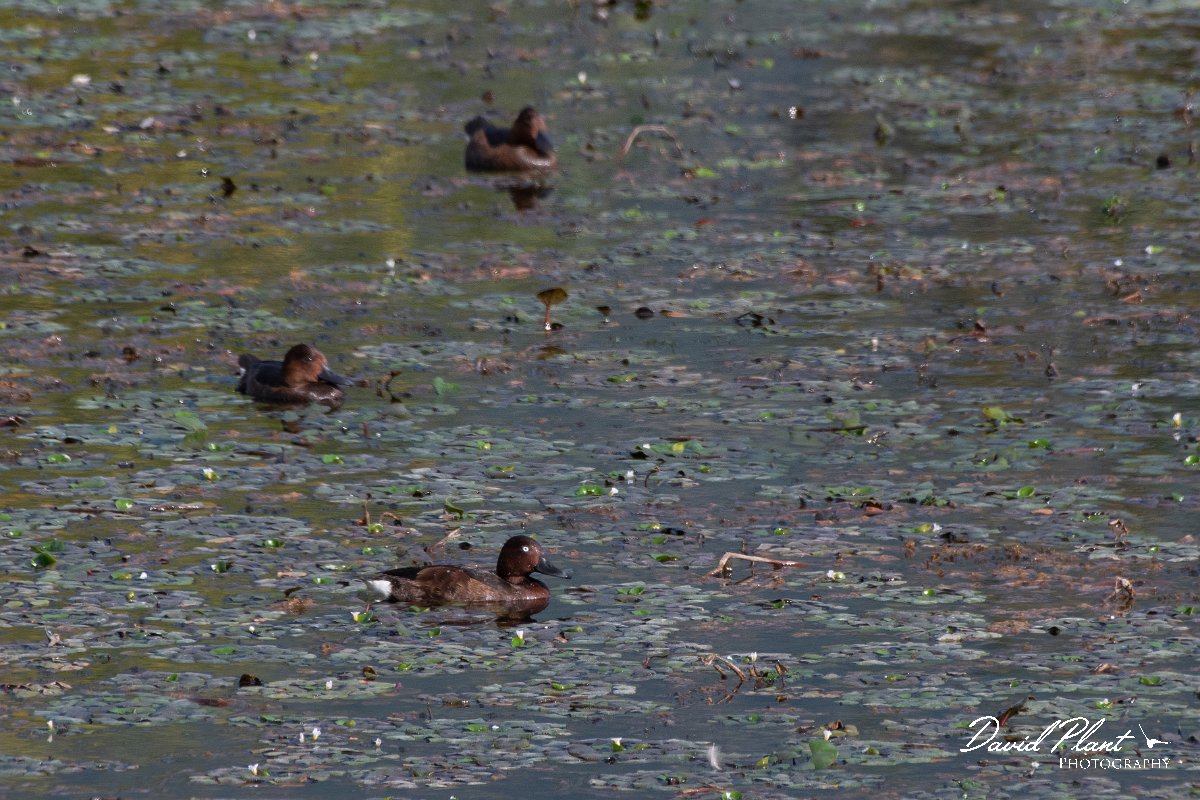 DPPhotography - Northern Greece - Ferruginous duck - F.jpg - Ferruginous duck - Lake Kerkini, Greece