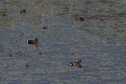 DPPhotography - Northern Greece - Ferruginous duck - A