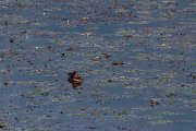 DPPhotography - Northern Greece - Ferruginous duck - B