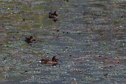 DPPhotography - Northern Greece - Ferruginous duck - F