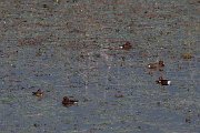 DPPhotography - Northern Greece - Ferruginous duck - G
