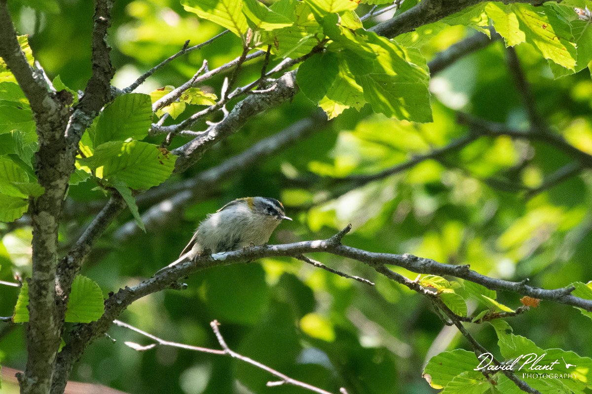 DPPhotography - Northern Greece - Firecrest - A.jpg - Firecrest - Mount Vrontou, Greece