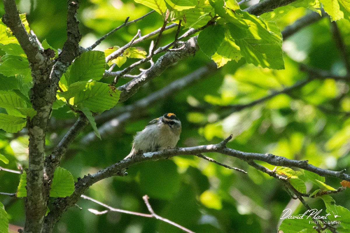 DPPhotography - Northern Greece - Firecrest - B.jpg - Firecrest - Mount Vrontou, Greece