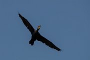 DPPhotography - Northern Greece - Great cormorant - A