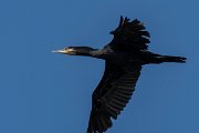 DPPhotography - Northern Greece - Great cormorant - C