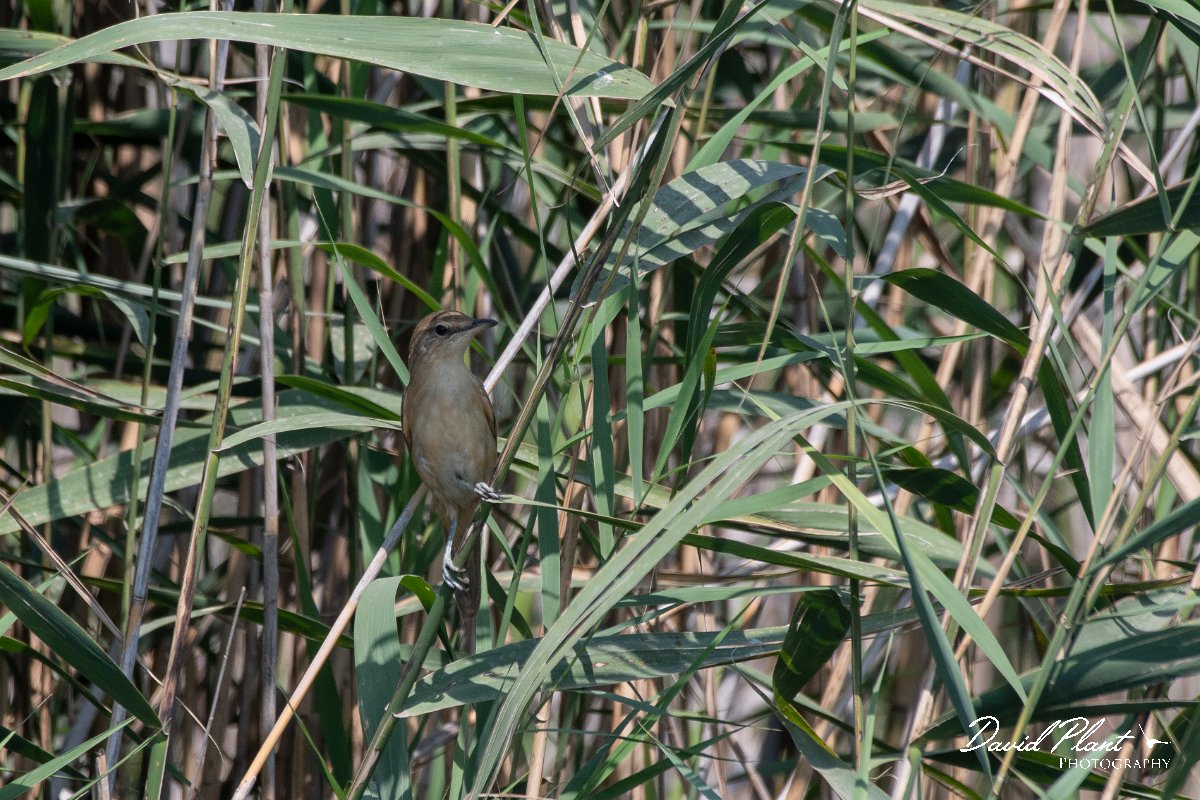 DPPhotography - Northern Greece - Great reed warbler - A.jpg - Great reed warbler - Lake Kerkini, Greece