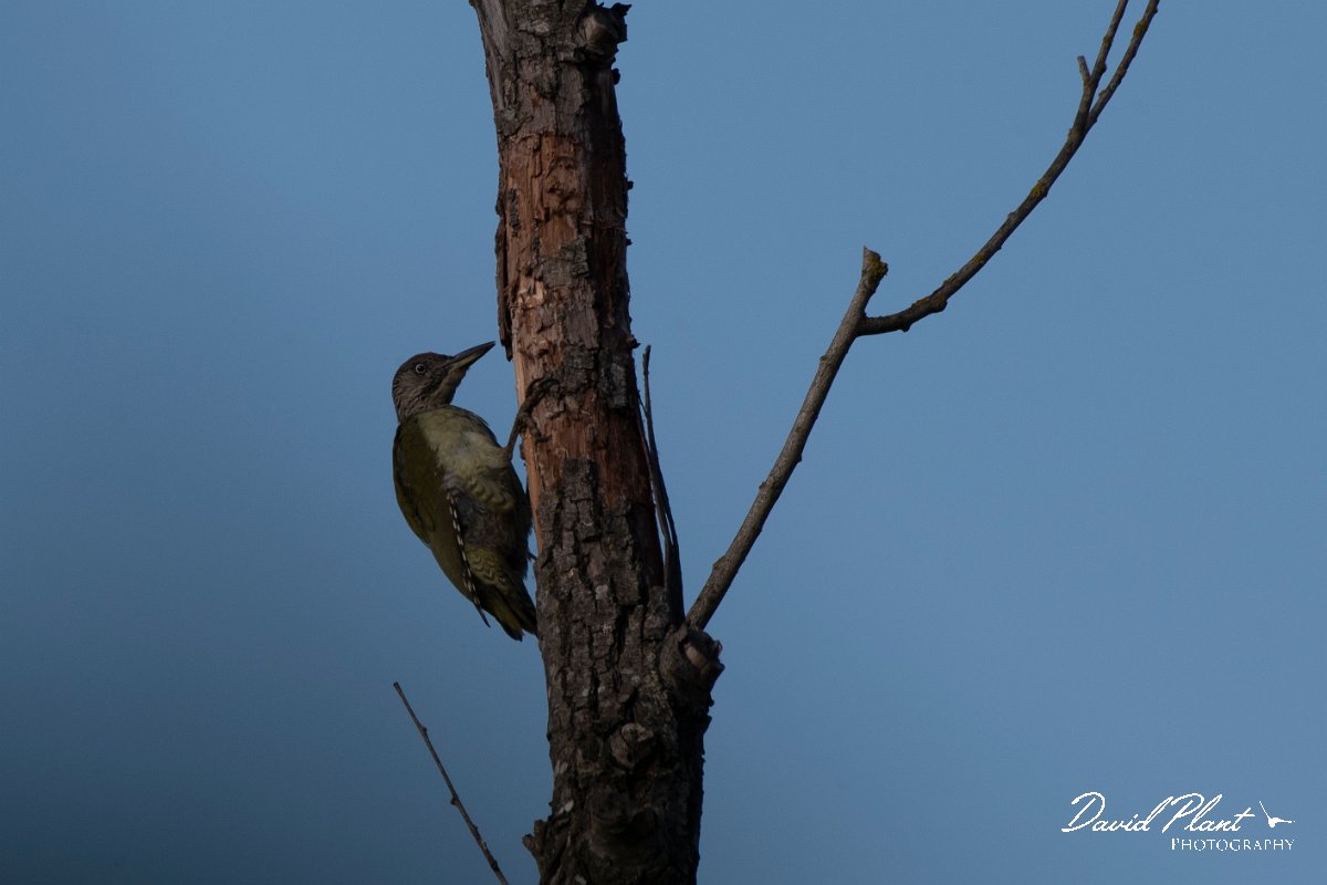 DPPhotography - Northern Greece - Green woodpecker - A.jpg - Green woodpecker - Lake Kerkini, Greece